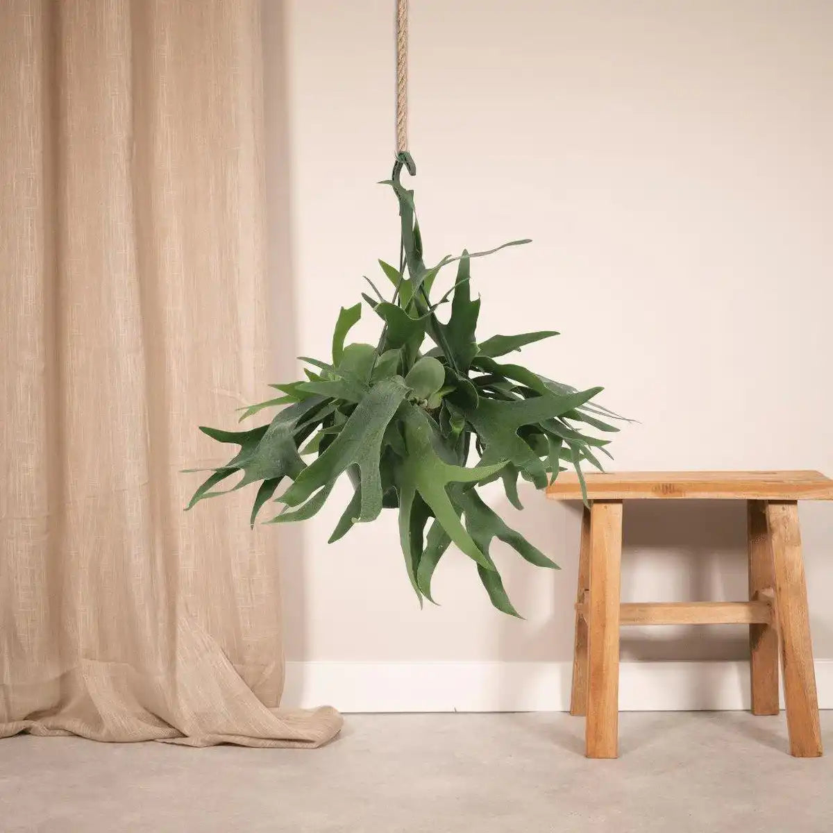 Platycerium Staghorn Hang - Hirschhornfarn - Ø21cm - ↕50cm - HomeDesign Knaus