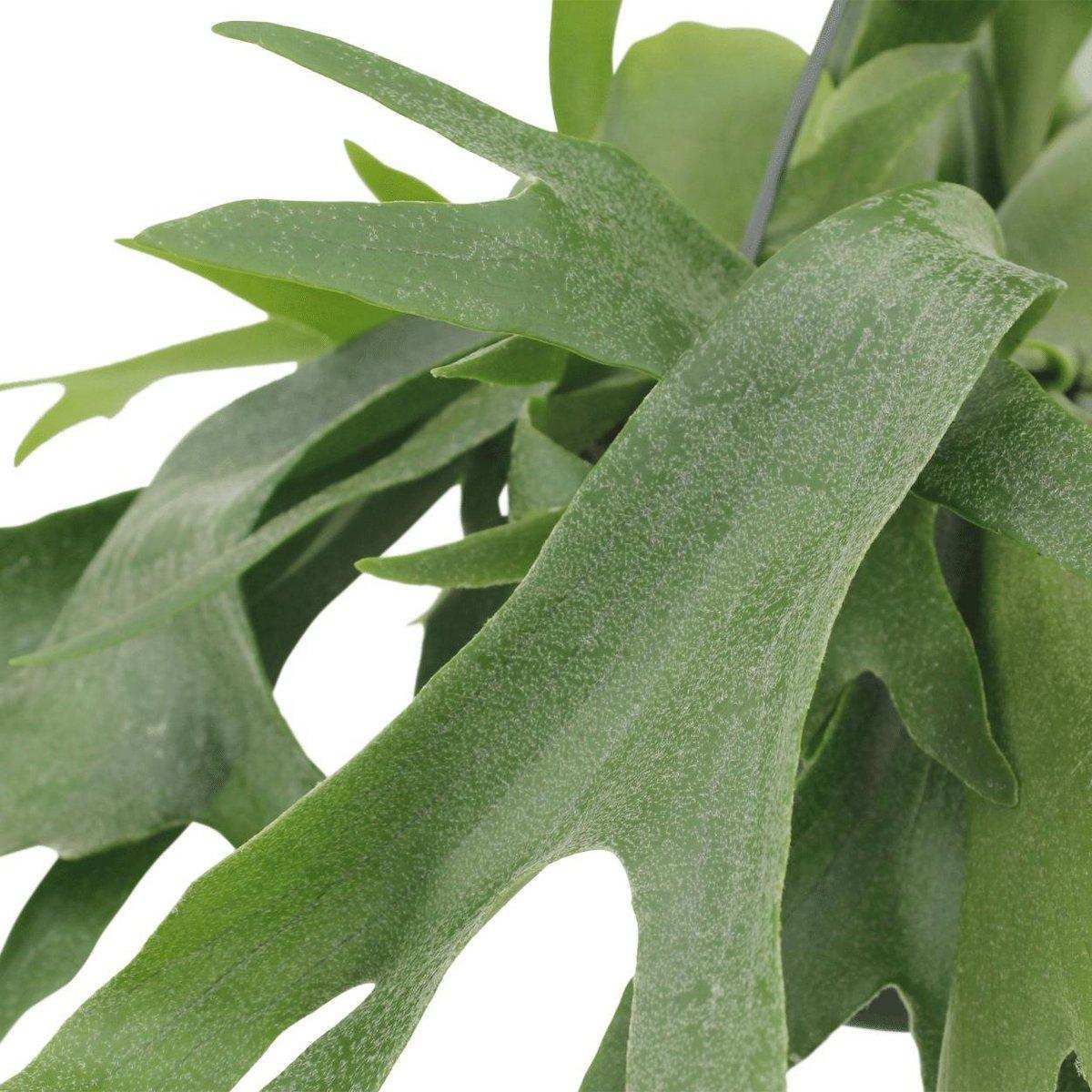 Platycerium Staghorn Hang - Hirschhornfarn - Ø21cm - ↕50cm - HomeDesign Knaus