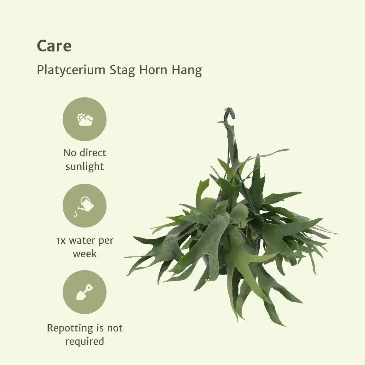 Platycerium Staghorn Hang - Hirschhornfarn - Ø21cm - ↕50cm - HomeDesign Knaus