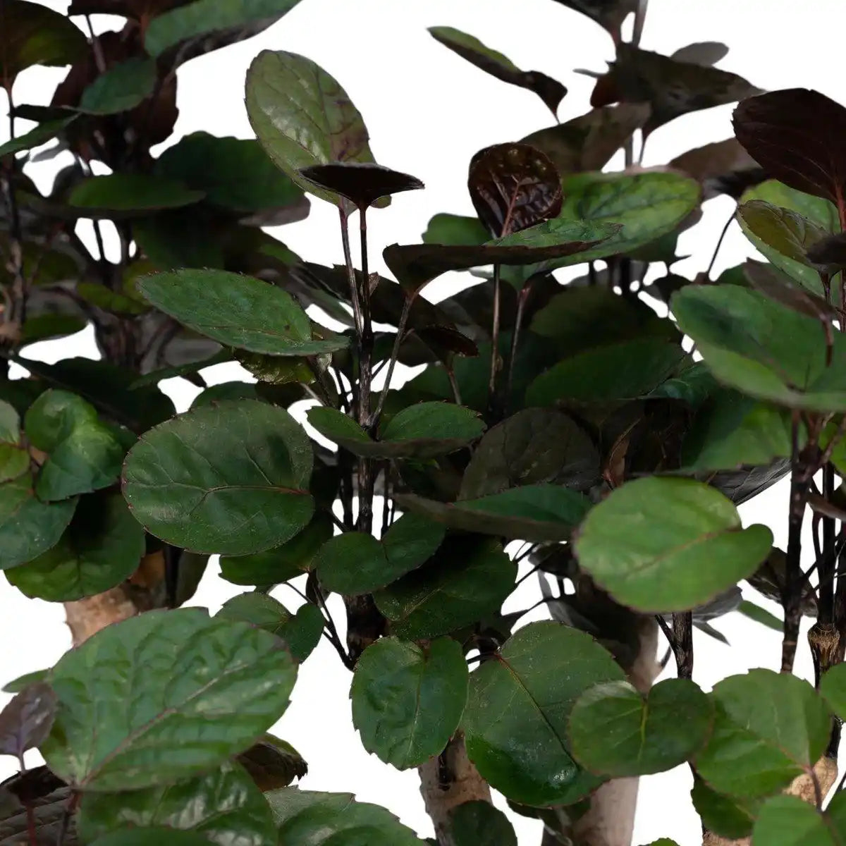 Polyscias Fabian - Aralia - Ø24cm - ↕90cm - HomeDesign Knaus