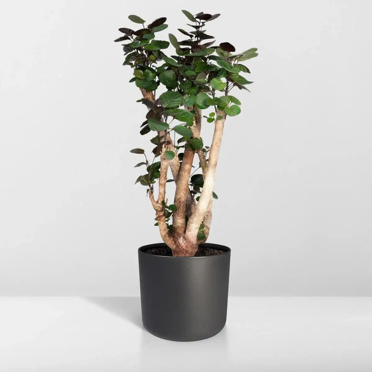 Polyscias Fabian - Aralia - Ø24cm - ↕90cm - HomeDesign Knaus