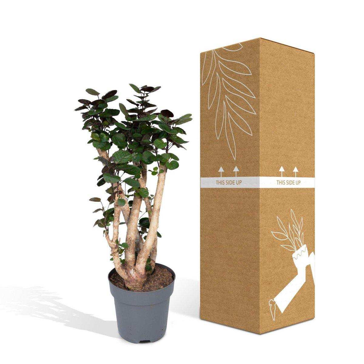 Polyscias Fabian - Aralia - Ø24cm - ↕90cm - HomeDesign Knaus
