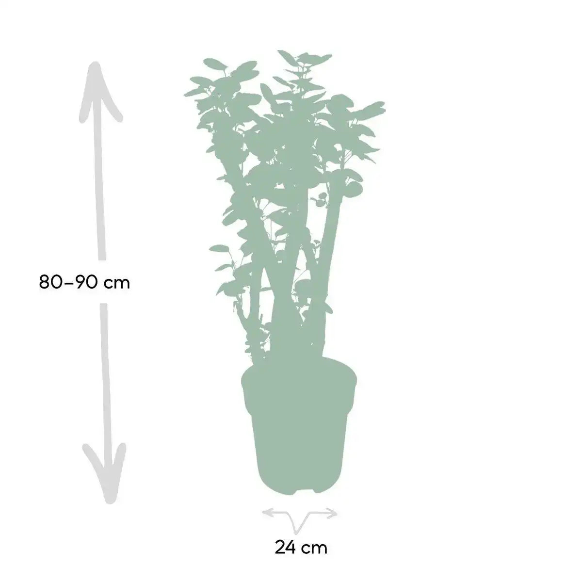 Polyscias Fabian - Aralia - Ø24cm - ↕90cm - HomeDesign Knaus