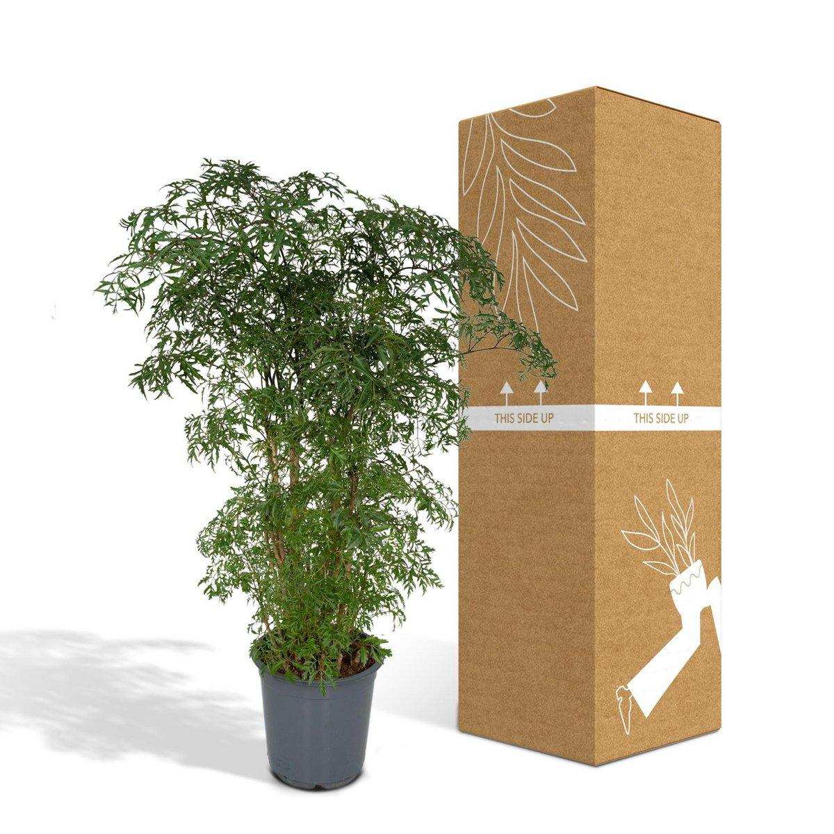 Polyscias Fruticosa - Aralia - Ø21cm - ↕75cm - HomeDesign Knaus