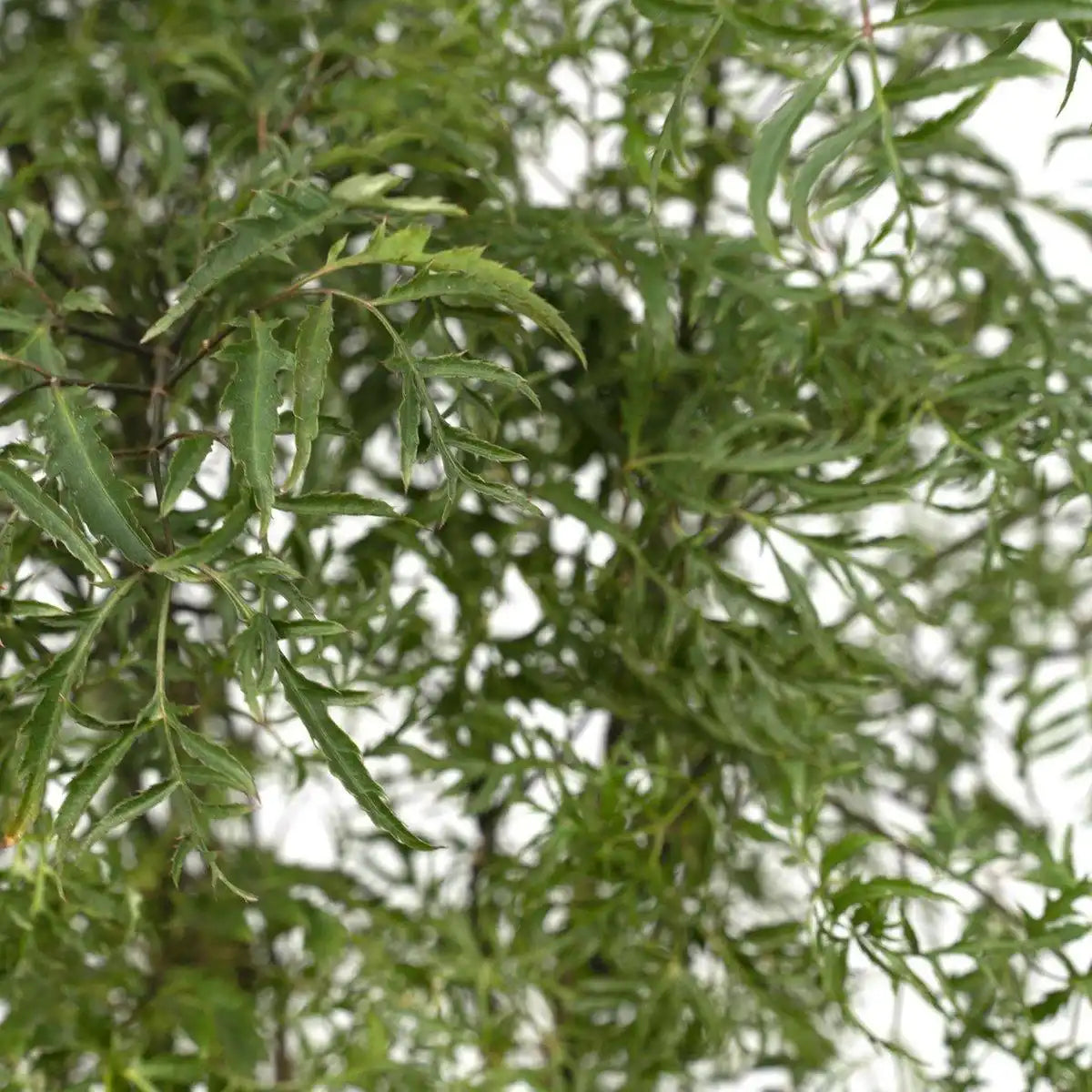 Polyscias Fruticosa - Aralia - Ø21cm - ↕75cm - HomeDesign Knaus