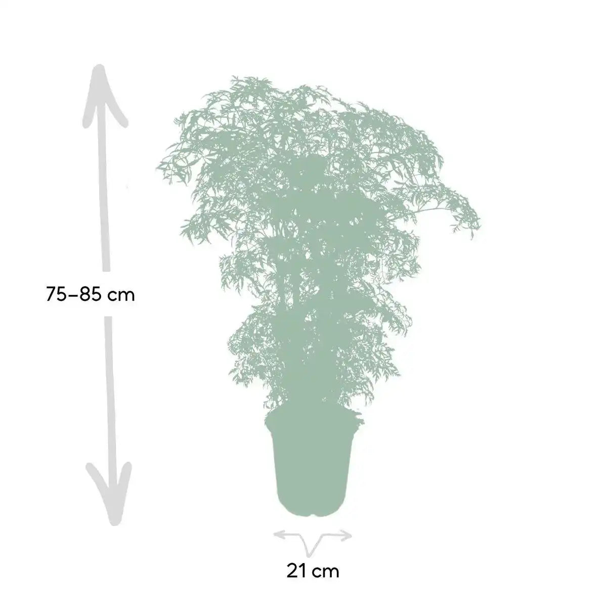 Polyscias Fruticosa - Aralia - Ø21cm - ↕75cm - HomeDesign Knaus