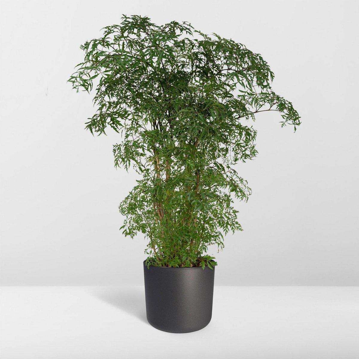 Polyscias Fruticosa - Aralia - Ø21cm - ↕75cm - HomeDesign Knaus