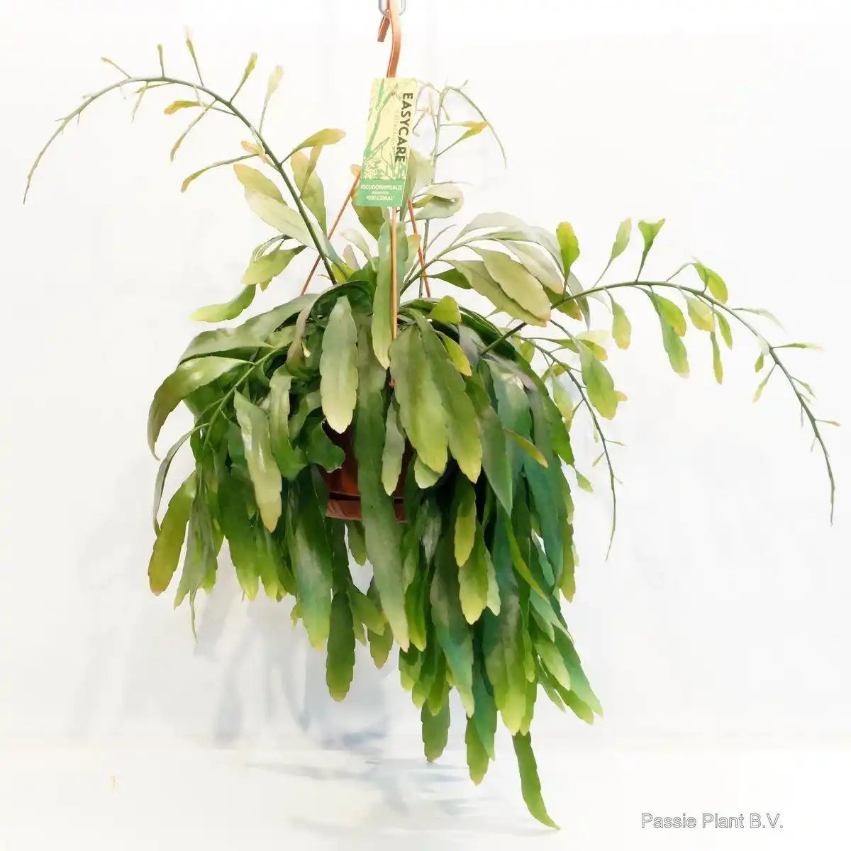 Pseudorhipsalis Ramulosa Rote Koralle – Ø21cm – ↕45cm - HomeDesign Knaus