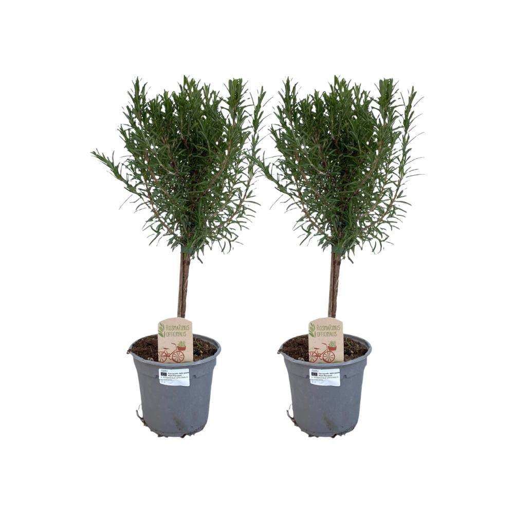 Rosmarinus aus. Kofferraum – 2 Stück – Ø14 cm – ↕45 cm - HomeDesign Knaus