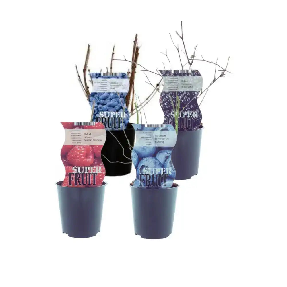 Saftige Fruchtmischung - 4 Stück - Ø12cm - ↕30cm - HomeDesign Knaus