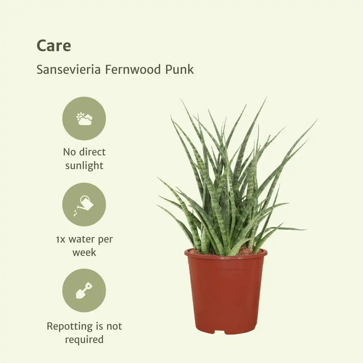 Sansevieria Fernwood Punk - Weibliche Zunge - 2 Stück - ø12cm - ↕30cm - HomeDesign Knaus