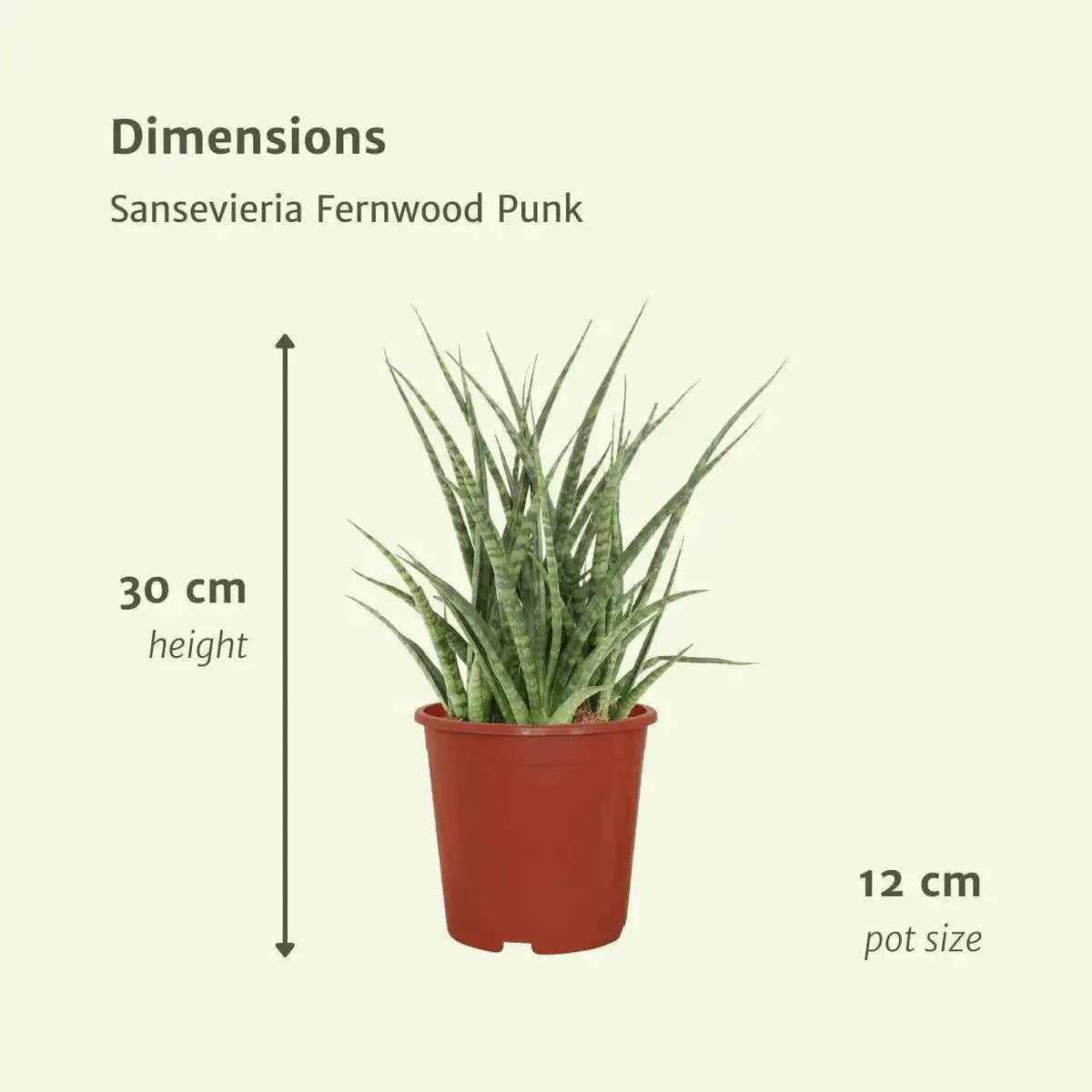 Sansevieria Fernwood Punk - Weibliche Zunge - 2 Stück - ø12cm - ↕30cm - HomeDesign Knaus