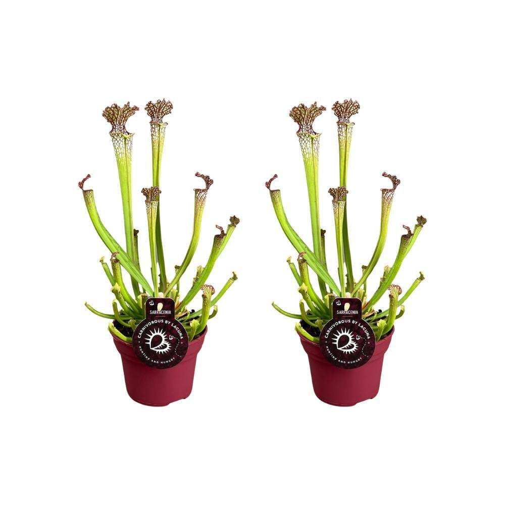 Sarracenia Farnhamii - 2 Stück - Ø12cm - ↕40cm - HomeDesign Knaus
