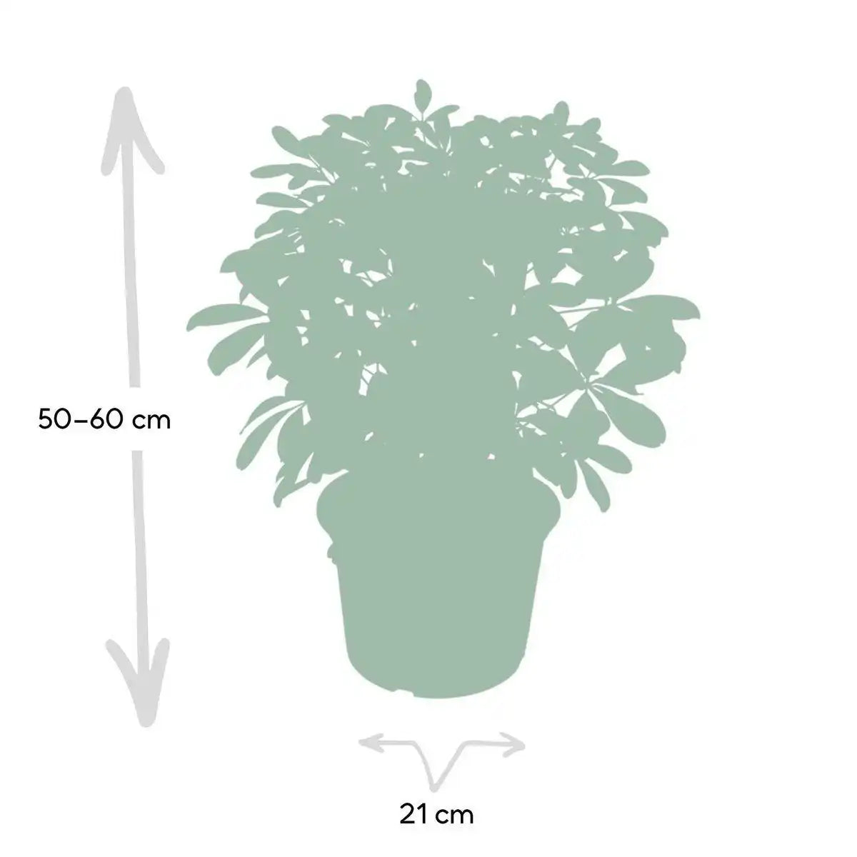 Schefflera Nora - Fingerpflanze - Ø21cm - ↕50cm - HomeDesign Knaus