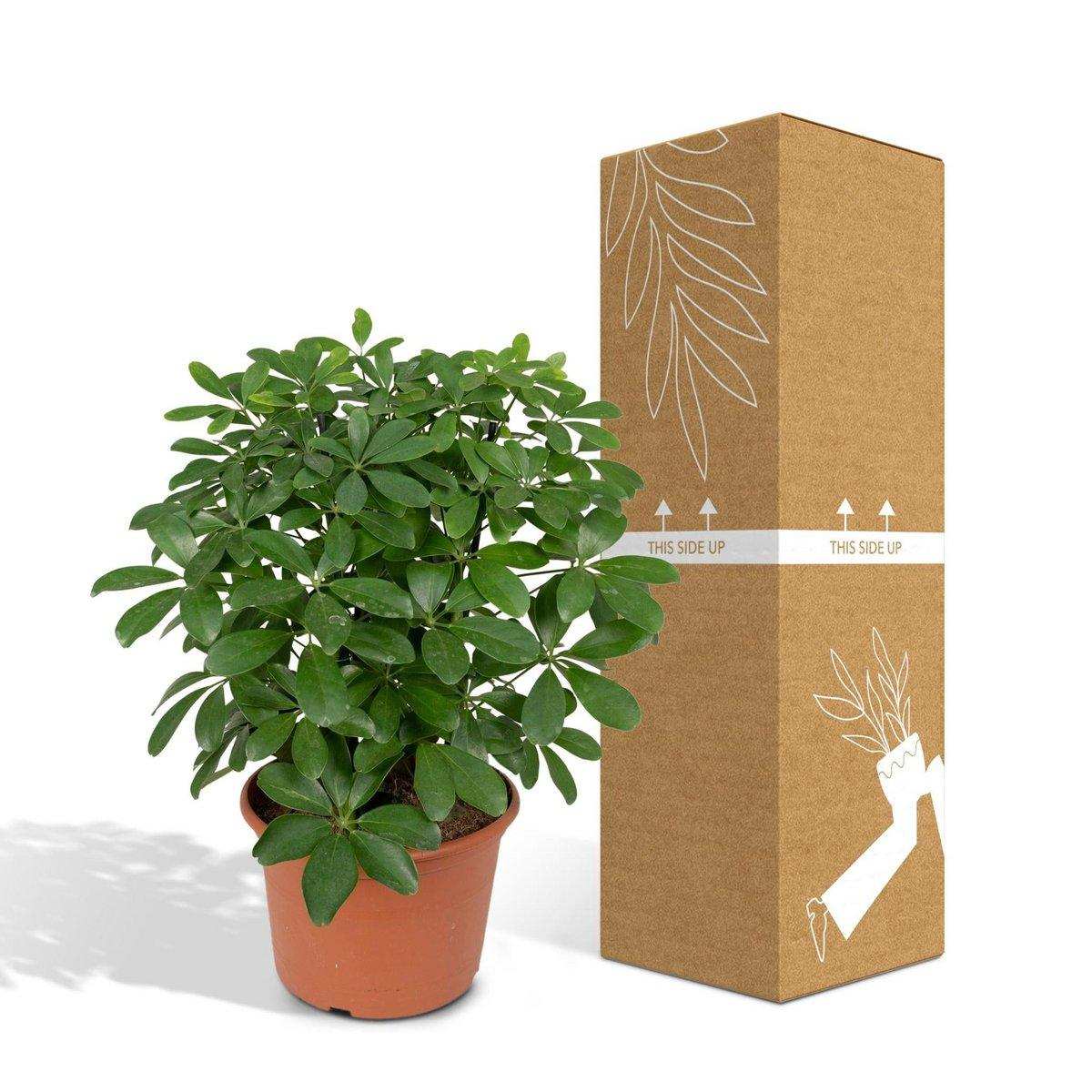 Schefflera Nora - Fingerpflanze - Ø21cm - ↕50cm - HomeDesign Knaus