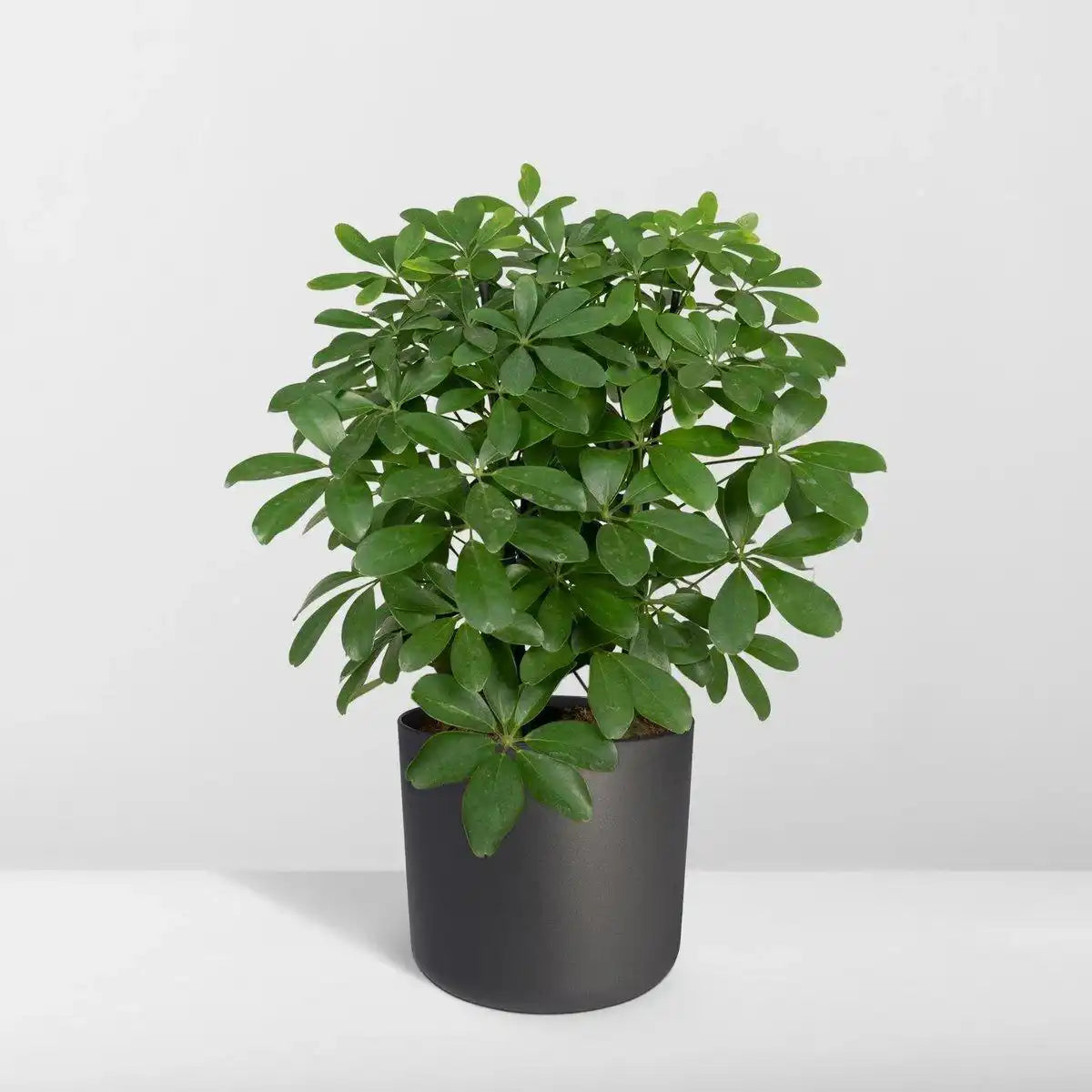 Schefflera Nora - Fingerpflanze - Ø21cm - ↕50cm - HomeDesign Knaus