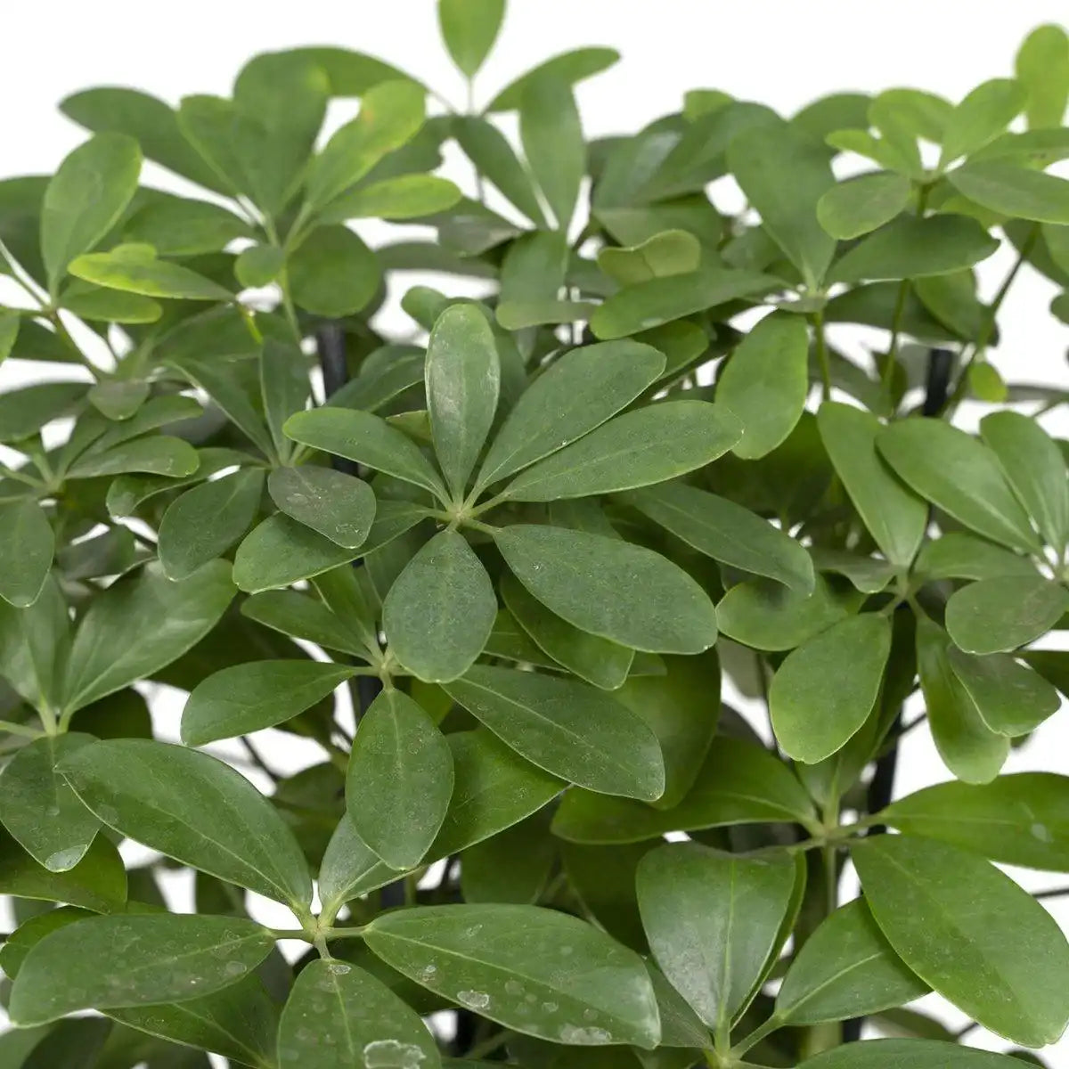 Schefflera Nora - Fingerpflanze - Ø21cm - ↕50cm - HomeDesign Knaus
