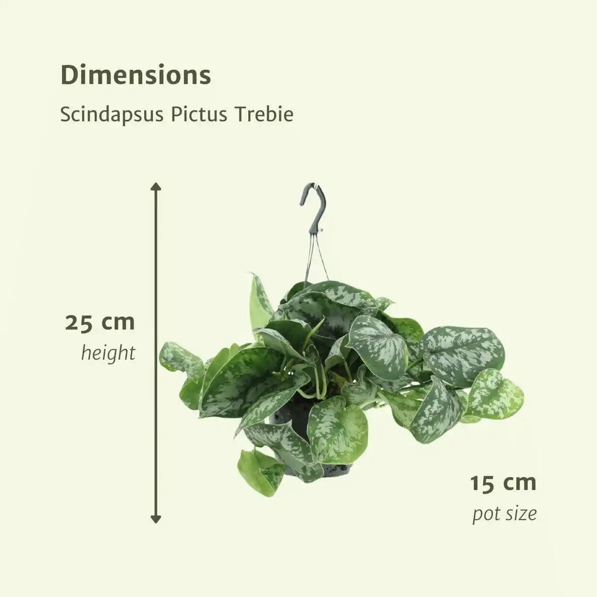 Scindapsus Pictus Trebie - Epipremnum - 2 Stück - ø15cm - ↕25cm - HomeDesign Knaus