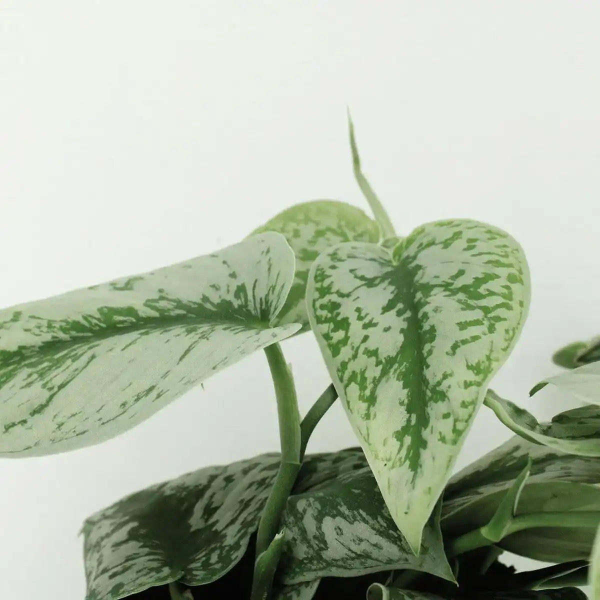 Scindapsus Pictus Trebie - Epipremnum - 2 Stück - ø15cm - ↕25cm - HomeDesign Knaus