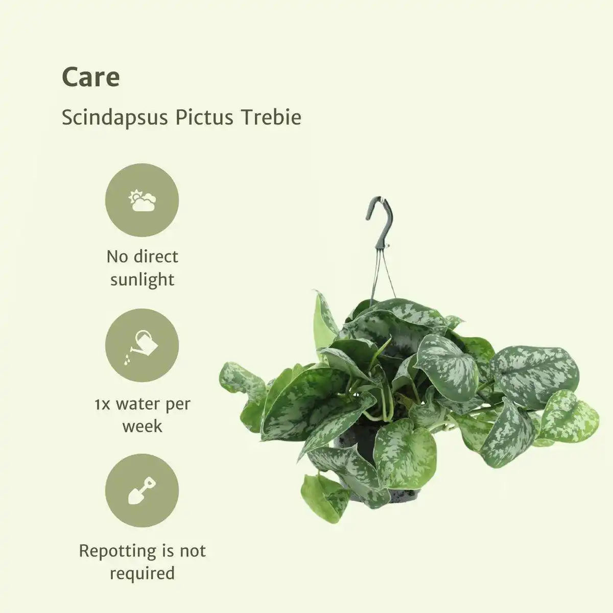 Scindapsus Pictus Trebie - Epipremnum - 2 Stück - ø15cm - ↕25cm - HomeDesign Knaus