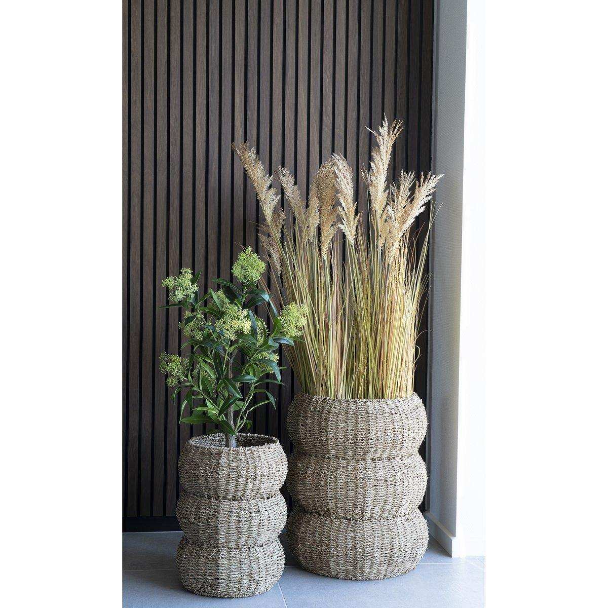 Skimmia-Baum - Grün - HomeDesign Knaus