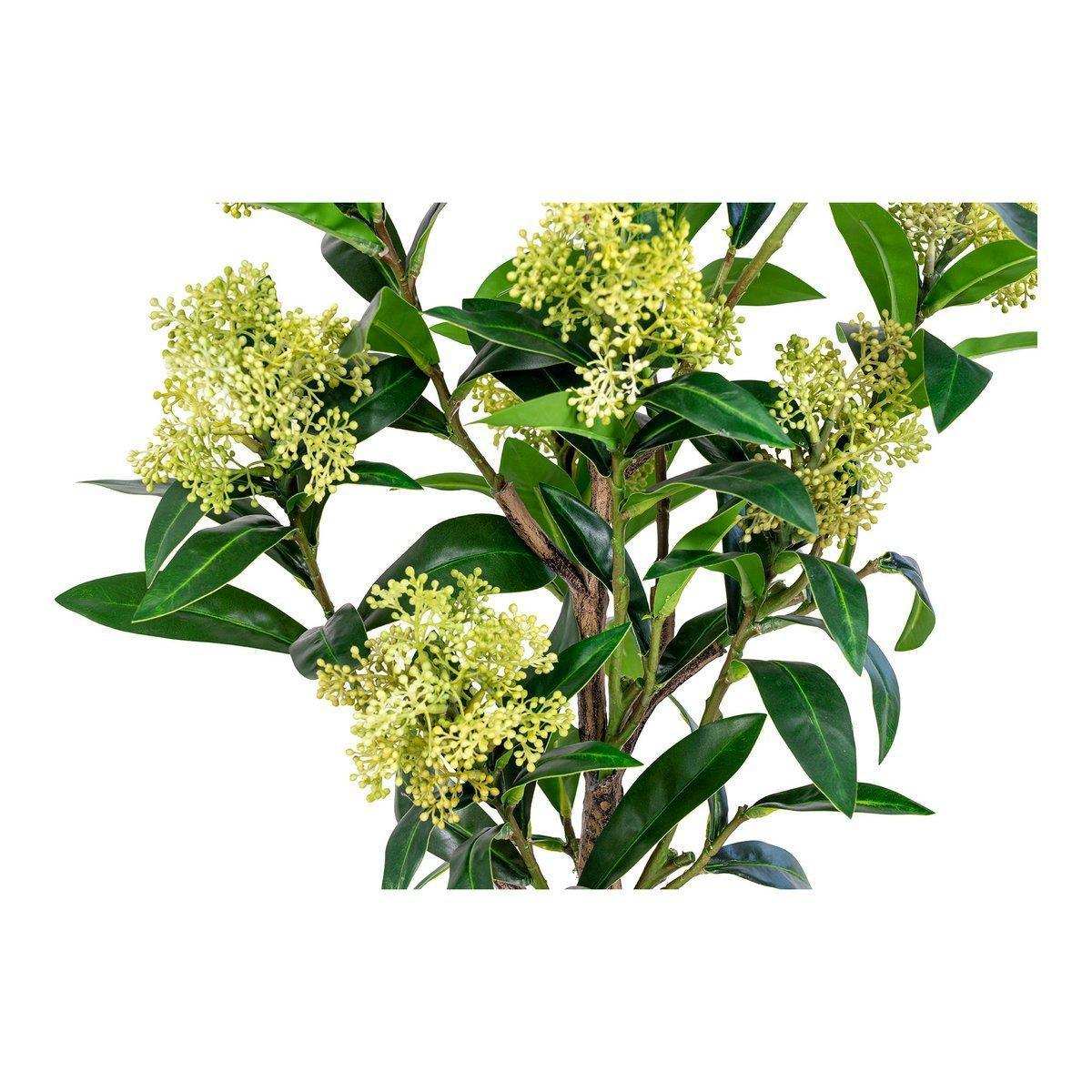 Skimmia-Baum - Grün - HomeDesign Knaus