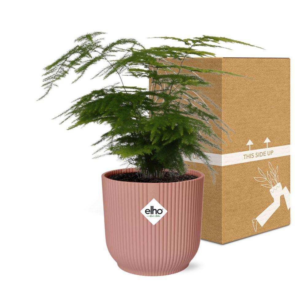 Spargel Setaceus 'Plumosus' in ELHO Vibes Fold 14cm rosa - HomeDesign Knaus