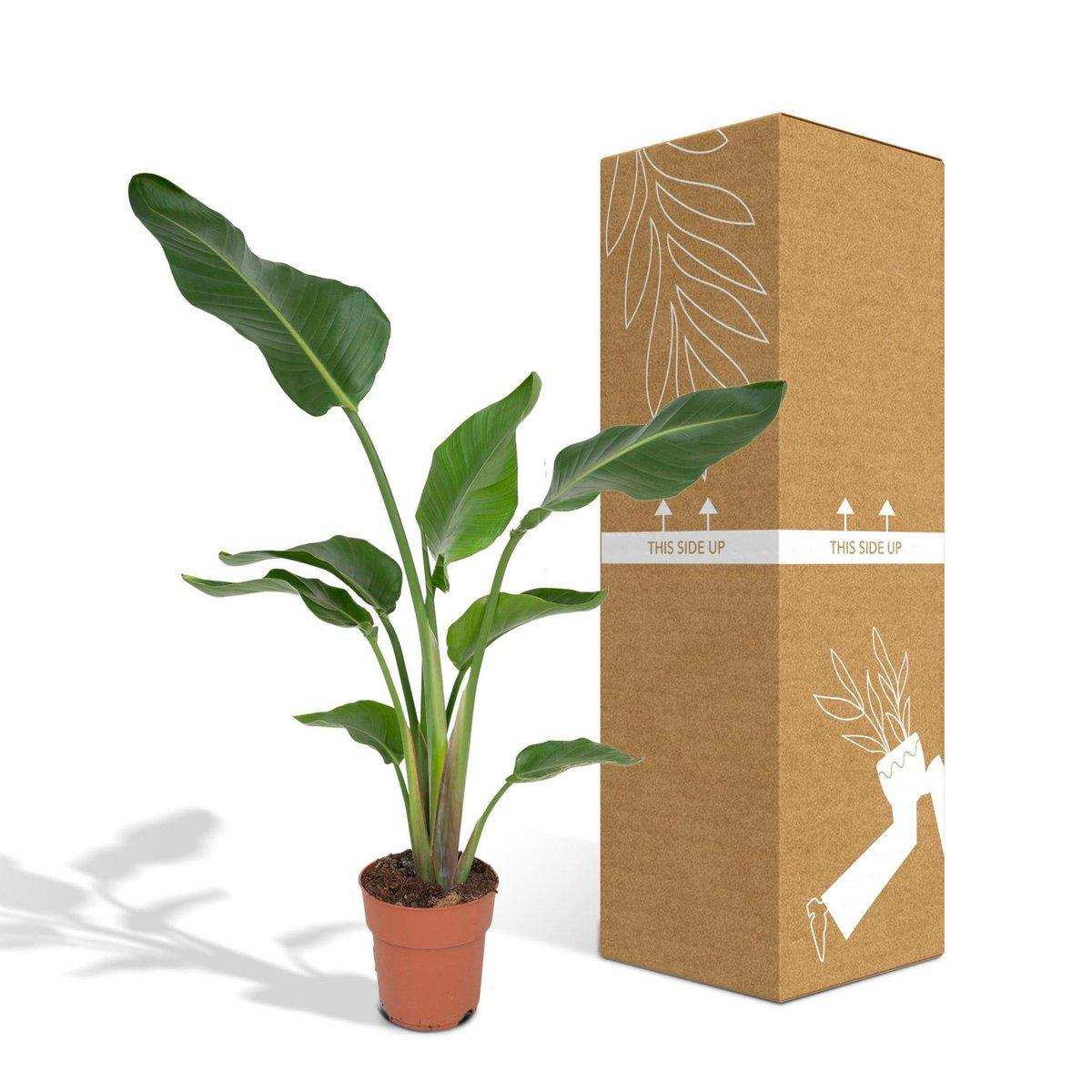 Strelitzia Nicolai - Ø19cm - ↕80cm - HomeDesign Knaus