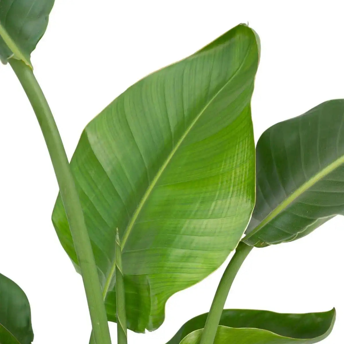 Strelitzia Nicolai - Ø19cm - ↕80cm - HomeDesign Knaus