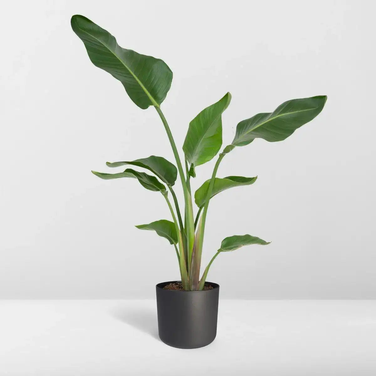 Strelitzia Nicolai - Ø19cm - ↕80cm - HomeDesign Knaus