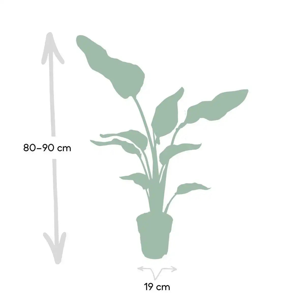 Strelitzia Nicolai - Ø19cm - ↕80cm - HomeDesign Knaus
