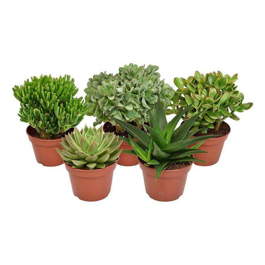 Sukkulentenmischung - 5 Stück - Ø15cm - ↕20cm - HomeDesign Knaus