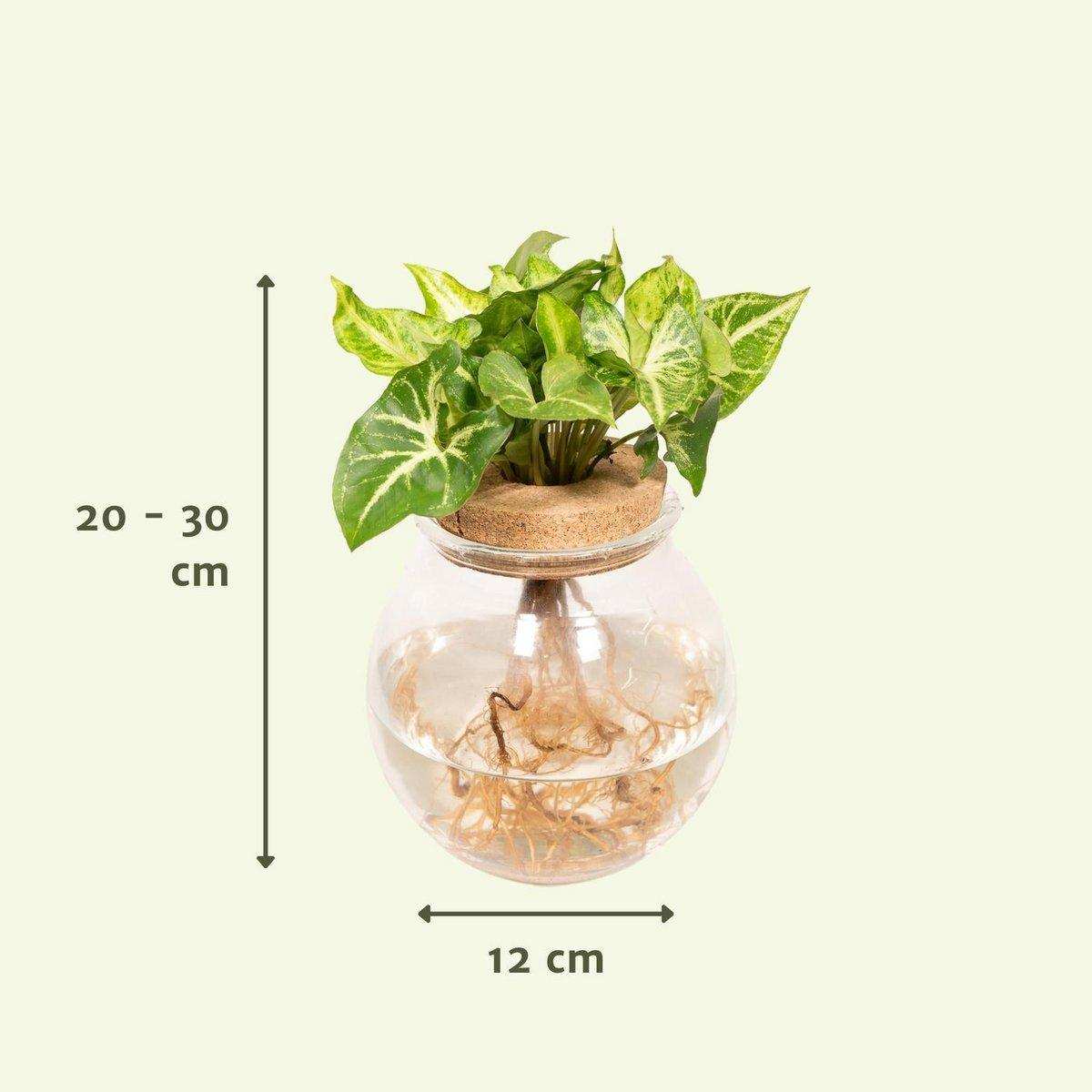 Syngonium Pixie aus konvexem Glas – Ø12cm – ↕30cm - HomeDesign Knaus