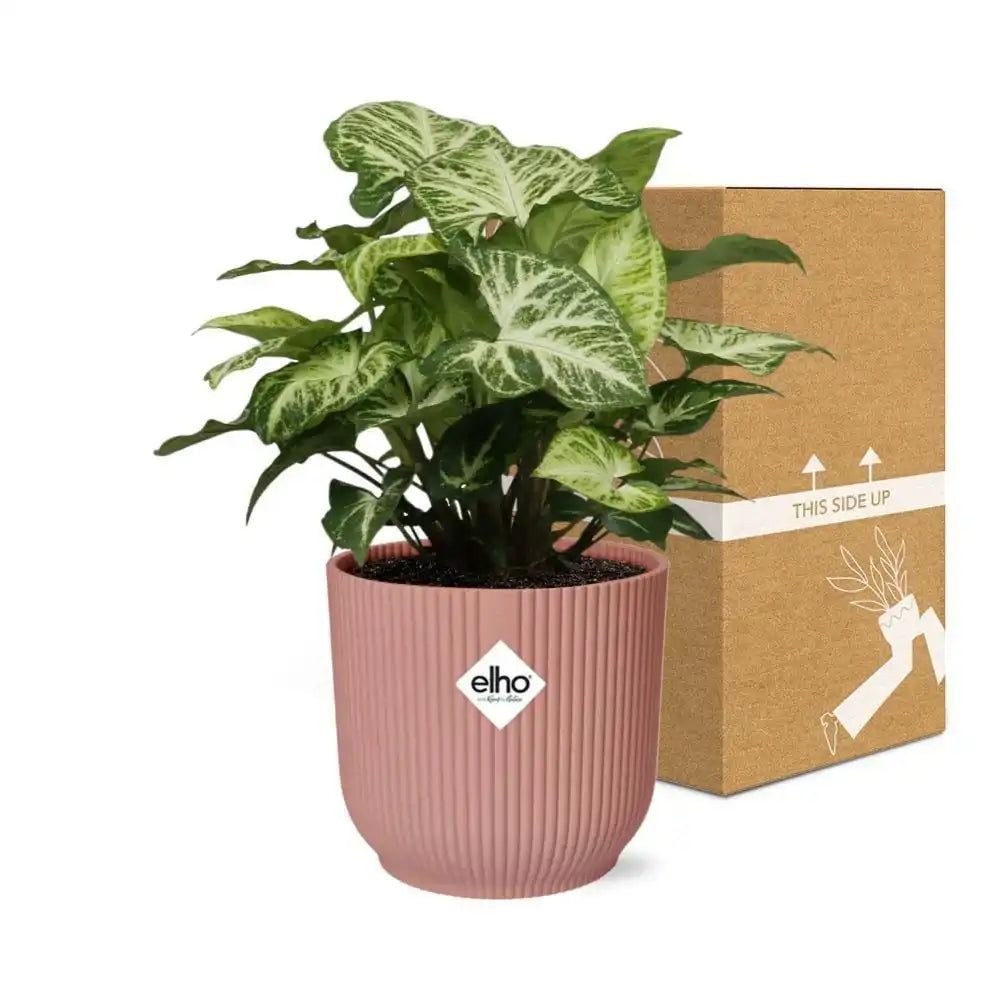 Syngoniumpfeil in ELHO Vibes Fold 14 cm rosa - HomeDesign Knaus