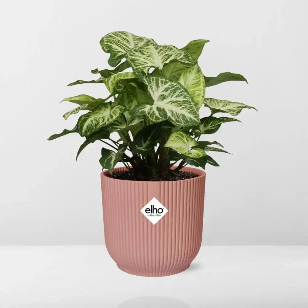 Syngoniumpfeil in ELHO Vibes Fold 14 cm rosa - HomeDesign Knaus