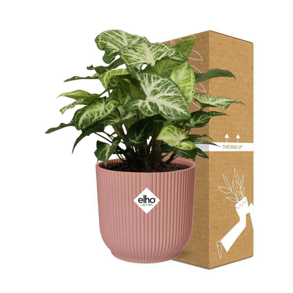 Syngoniumpfeil in ELHO Vibes Fold 14 cm rosa - HomeDesign Knaus