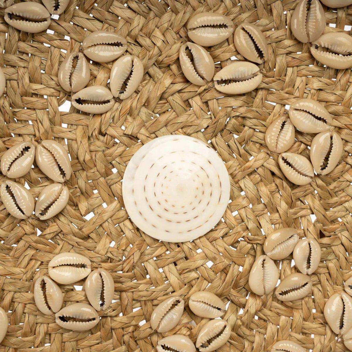 The Caribe Shell Teller – Naturweiß – M - HomeDesign Knaus