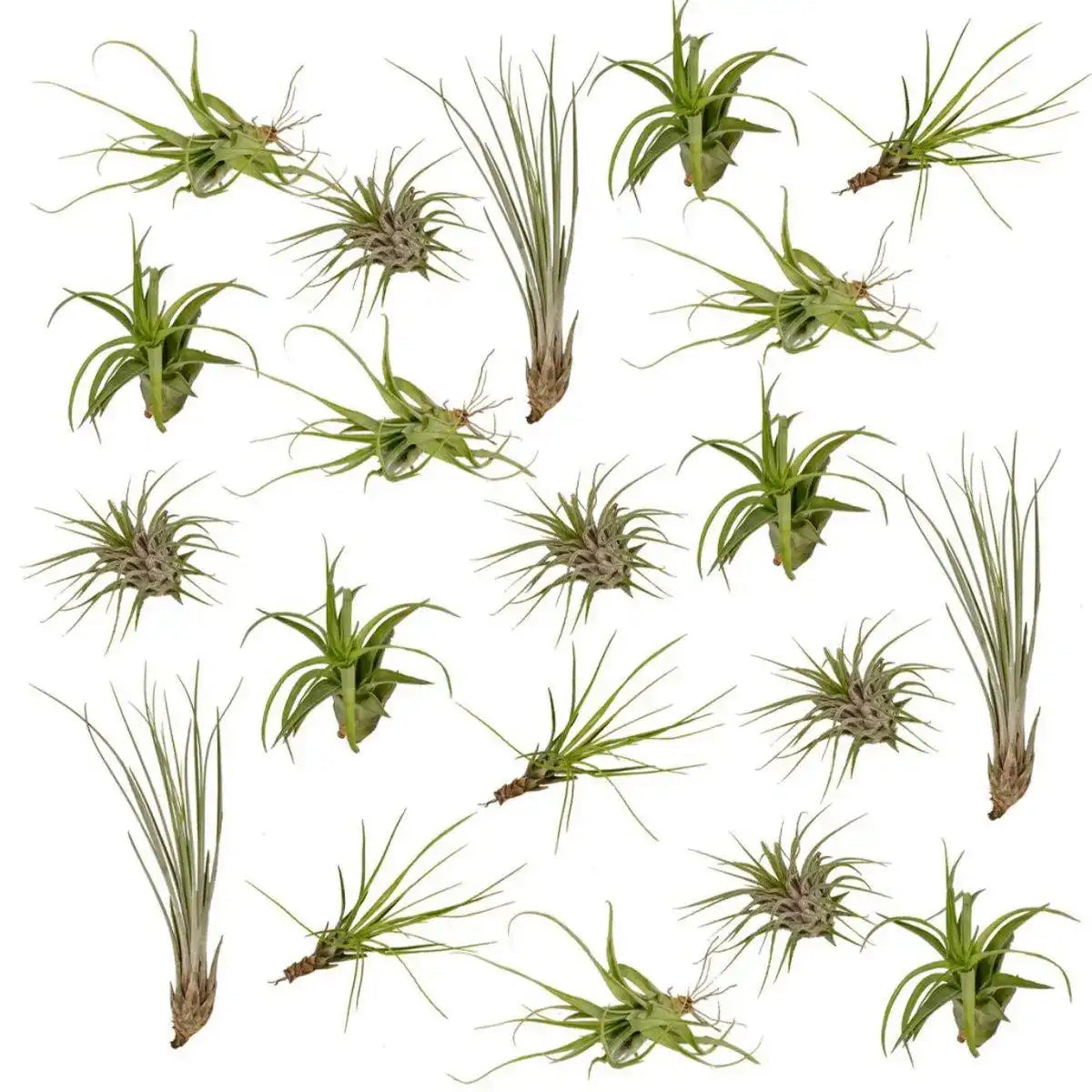 Tillandsia Air Mix – 20 Stück – ø6cm – ↕6cm - HomeDesign Knaus