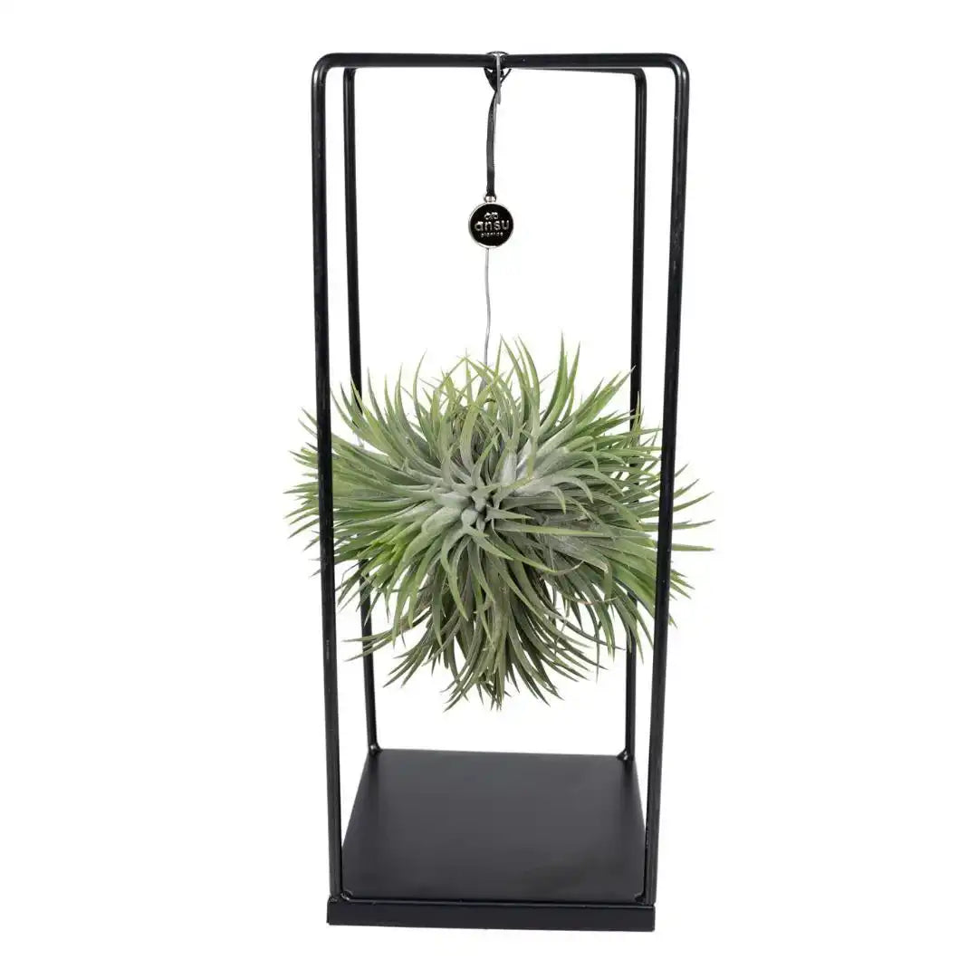 Tillandsien-Würfelmischung groß – Ø20 cm – ↕35 cm - HomeDesign Knaus