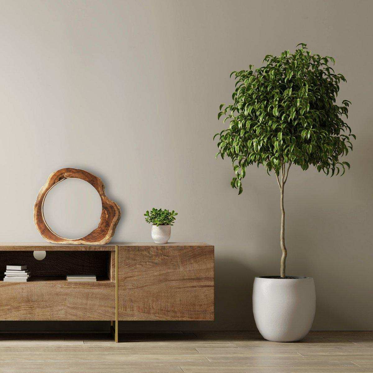 Tischleuchte LED Treibholz Natur - HomeDesign Knaus