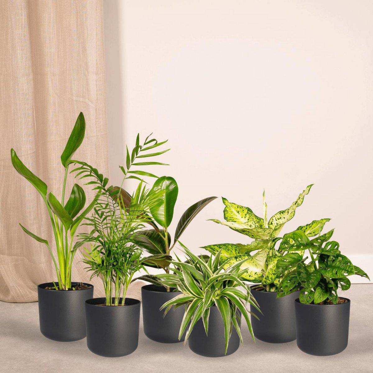 Überraschungsbox - 10 verschiedene Zimmerpflanzen - Ø12cm - ↕35cm - HomeDesign Knaus