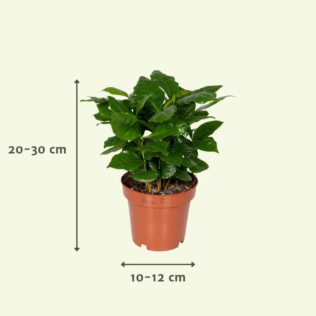 Überraschungsbox - 8 verschiedene Zimmerpflanzen - ø12cm - ↕10-25 cm - HomeDesign Knaus