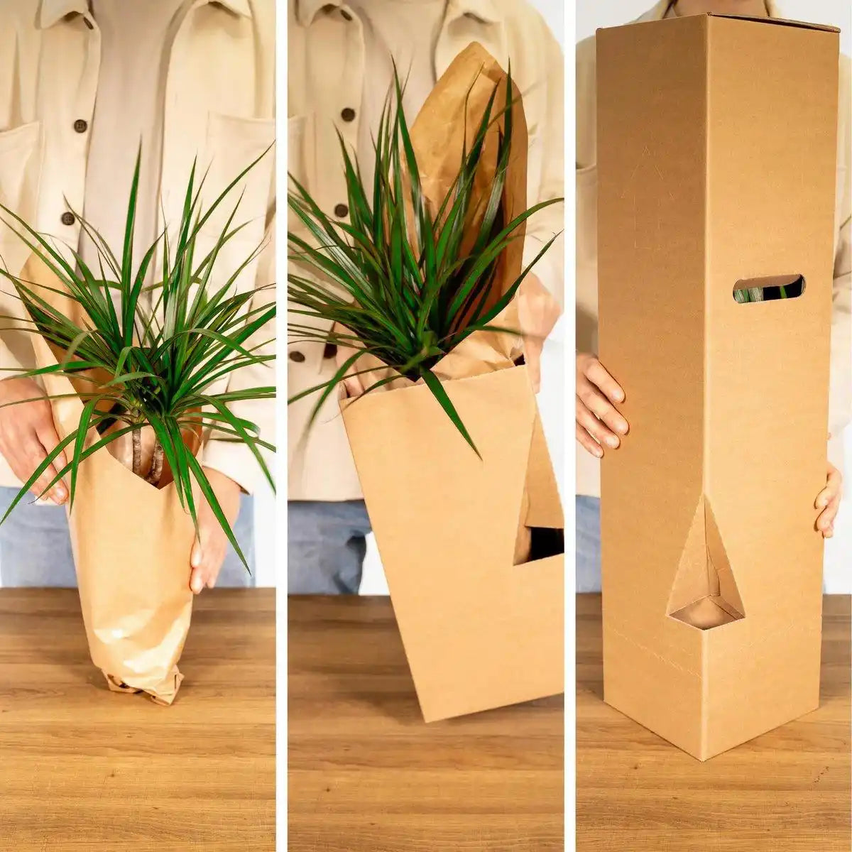 Überraschungsbox - 8 verschiedene Zimmerpflanzen - ø12cm - ↕10-25 cm - HomeDesign Knaus