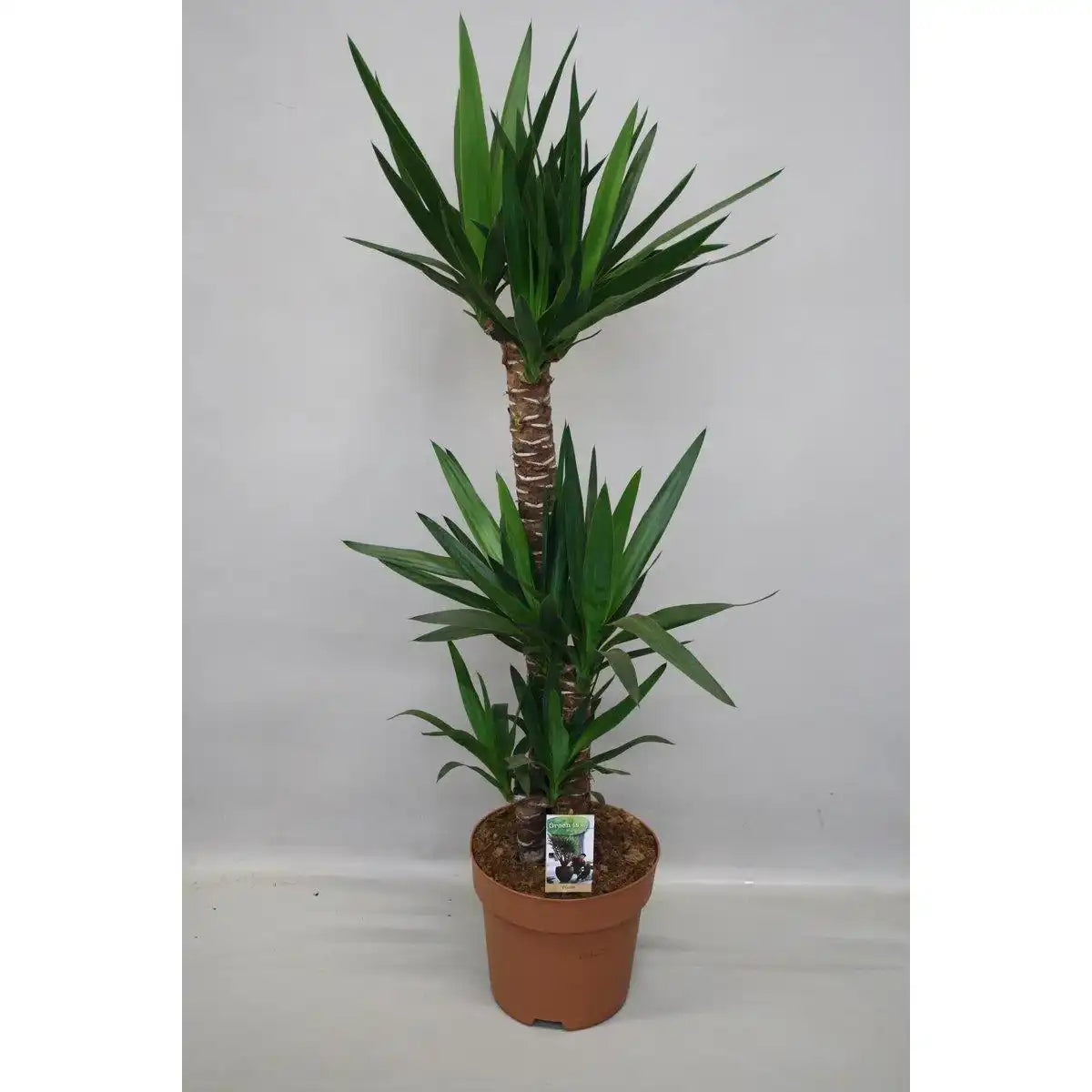 Yucca - Ø27cm - ↕130cm - HomeDesign Knaus