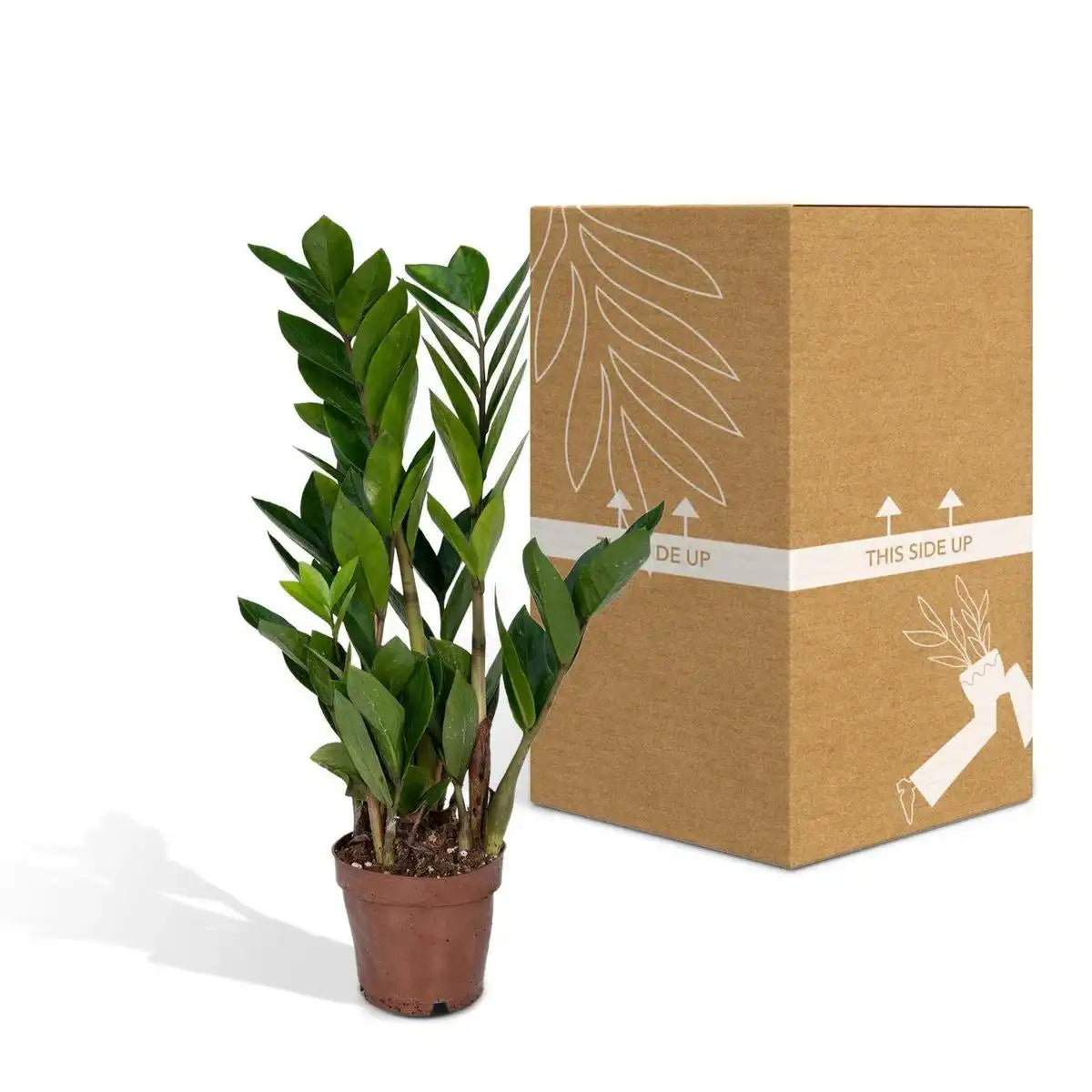 Zamioculcas Zamiifolia - Smaragdpalme - ø12cm - ↕40cm - HomeDesign Knaus