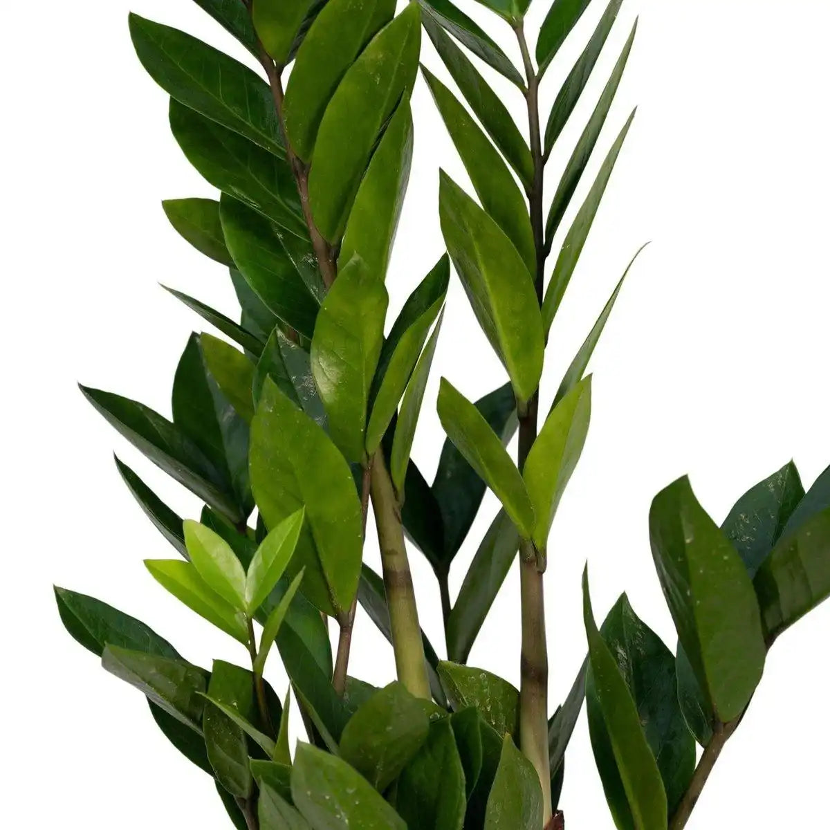 Zamioculcas Zamiifolia - Smaragdpalme - ø12cm - ↕40cm - HomeDesign Knaus