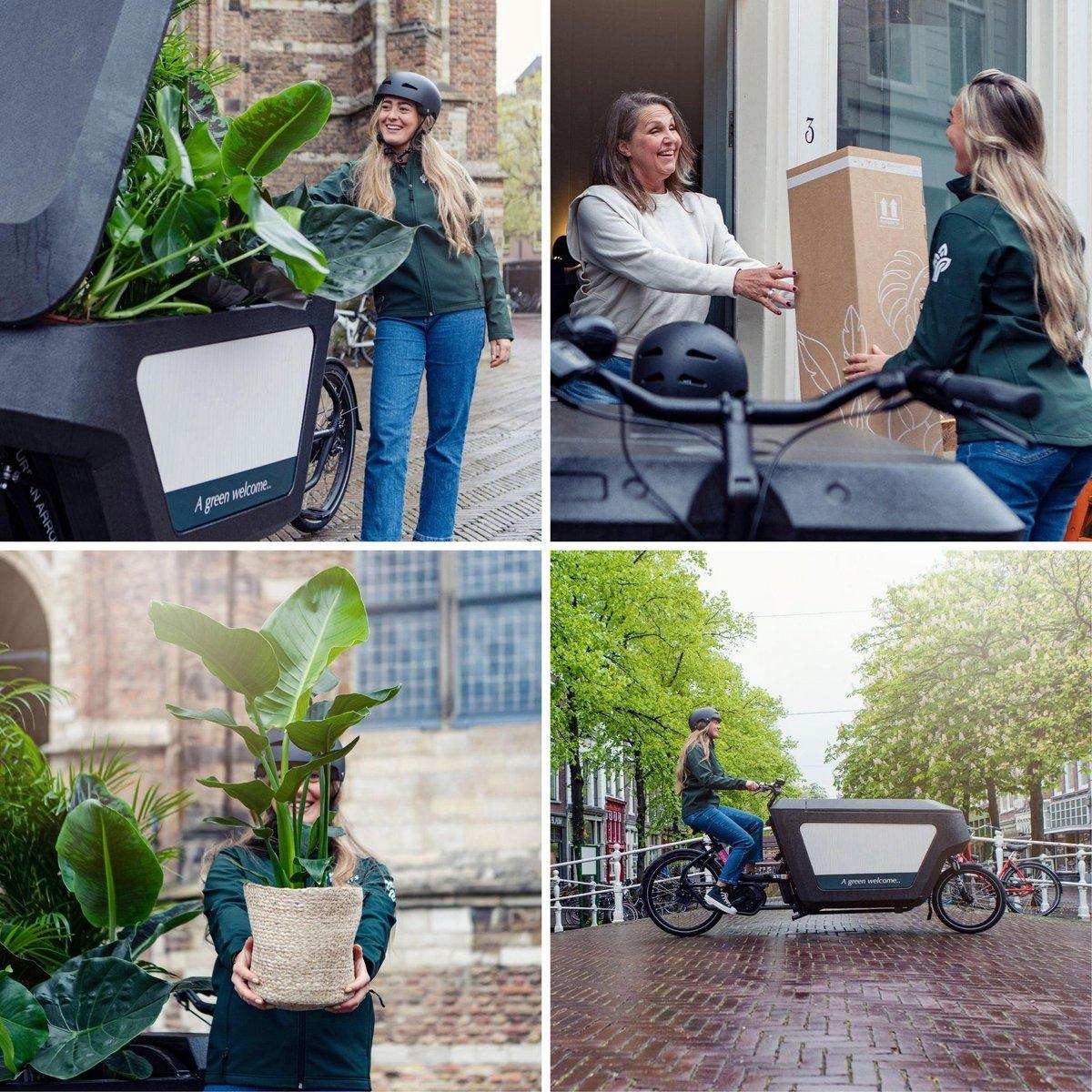 Zamioculcas Zamiifolia - Smaragdpalme - ø12cm - ↕40cm - HomeDesign Knaus
