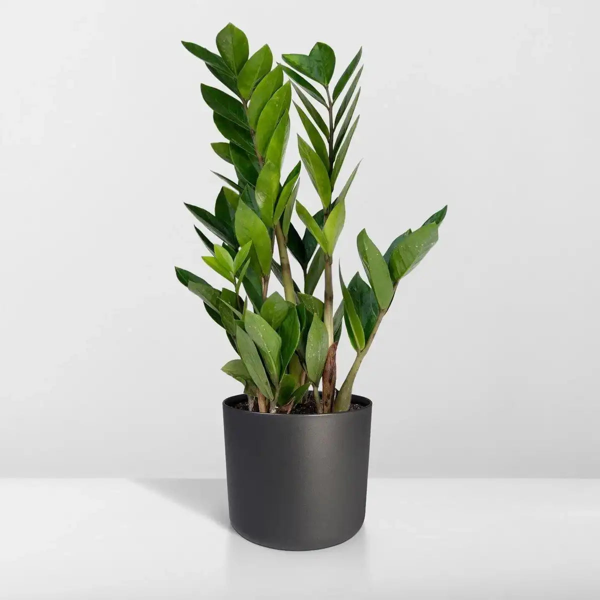 Zamioculcas Zamiifolia - Smaragdpalme - ø12cm - ↕40cm - HomeDesign Knaus