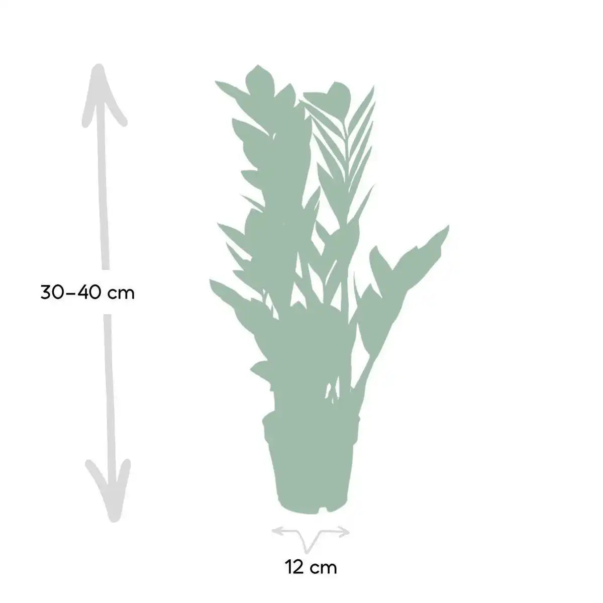 Zamioculcas Zamiifolia - Smaragdpalme - ø12cm - ↕40cm - HomeDesign Knaus