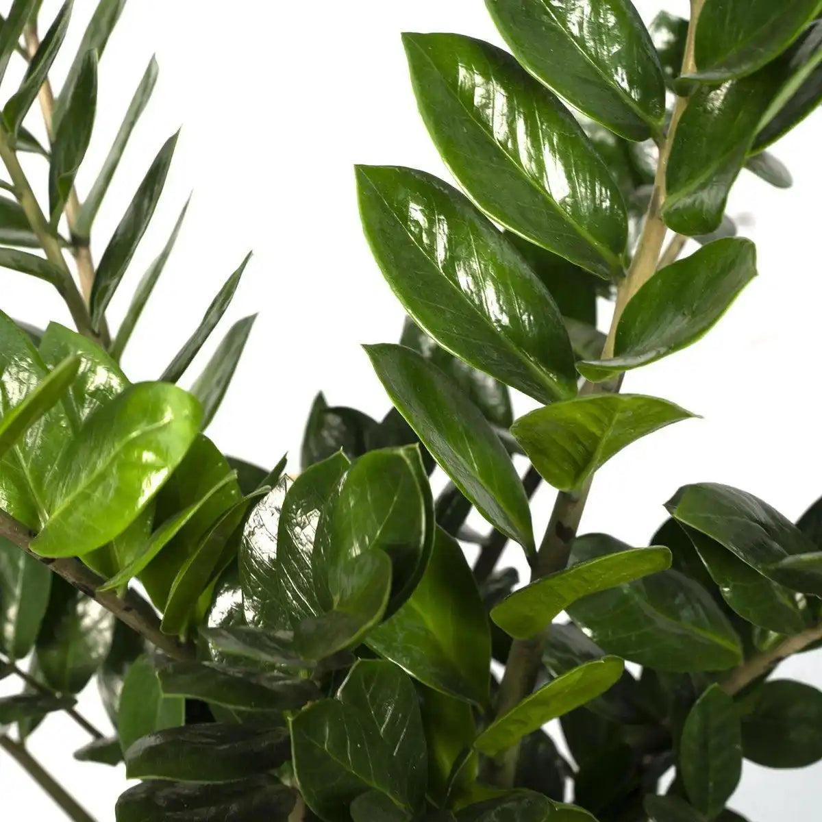 Zamioculcas Zamiifolia - Smaragdpalme - Ø21cm - ↕80cm - HomeDesign Knaus